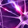neurons (1)